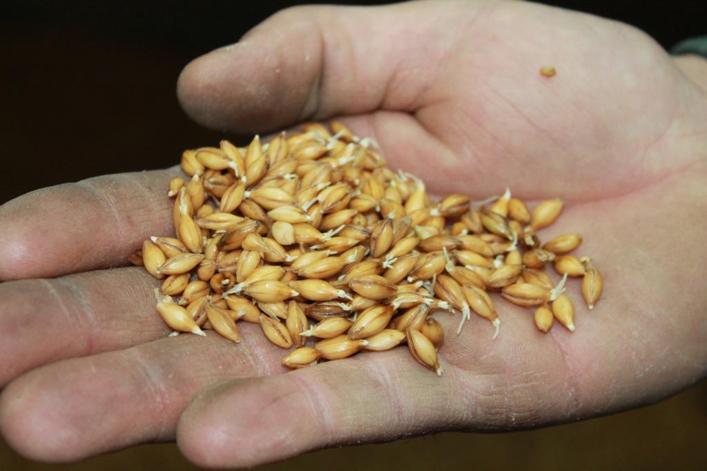 Spirende korn som blir til malt